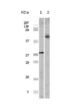 Western Blot: Elk-1 Antibody (7E10D5)BSA Free [NB110-60513]