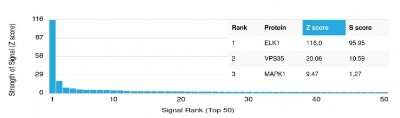 Protein Array: Elk-1 Antibody (PCRP-ELK1-1B9) - Azide and BSA Free [NBP3-08885]