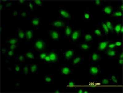 Immunocytochemistry/ Immunofluorescence: Elongin A Antibody (1F3) [H00006924-M02]