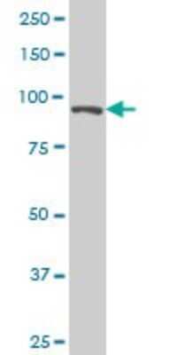 Western Blot: Elongin A Antibody (1F3) [H00006924-M02]