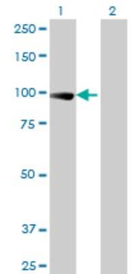 Western Blot: Elongin A Antibody (1F3) [H00006924-M02]