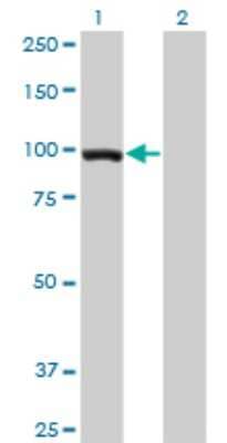 Western Blot: Elongin A Antibody (3E2) [H00006924-M01]