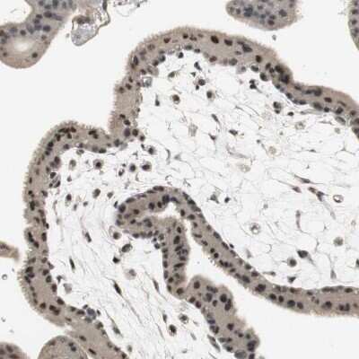 Immunohistochemistry-Paraffin: Elongin A Antibody [NBP1-87040]