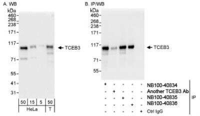 Western Blot: Elongin A Antibody [NB100-40834]