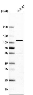 Western Blot: Elongin A Antibody [NBP1-87040]