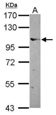 Western Blot: Elongin A Antibody [NBP2-16320]