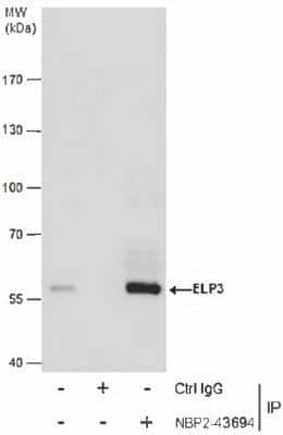 Immunoprecipitation: Elp3 Antibody (11811) [NBP2-43694]
