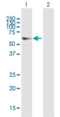 Western Blot: Elp3 Antibody [H00055140-B01P]