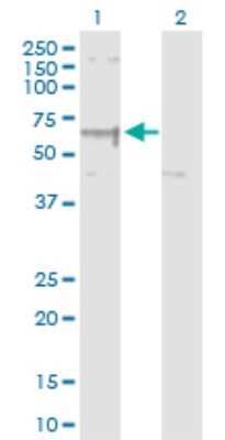 Western Blot: Elp3 Antibody [H00055140-D01P]