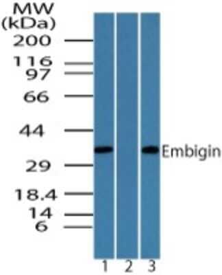 Western Blot: Embigin/EMB Antibody [NBP2-24689]