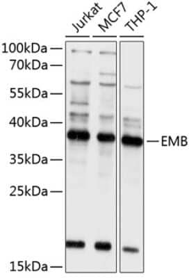 Western Blot: Embigin/EMB AntibodyBSA Free [NBP3-03681]