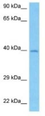 Western Blot: Embigin/EMB Antibody [NBP3-10832]