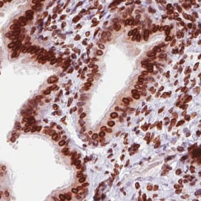 Immunohistochemistry-Paraffin: Emerin Antibody (CL0201) [NBP2-52876]