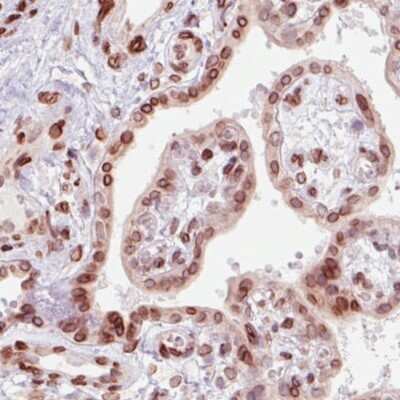Immunohistochemistry-Paraffin: Emerin Antibody (CL0201) [NBP2-52876]