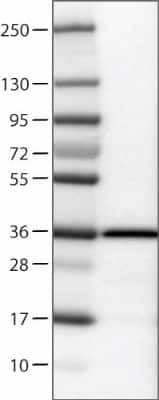 Western Blot: Emerin Antibody (CL0201) [NBP2-52876]
