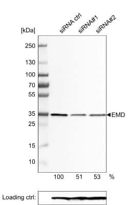 Western Blot: Emerin Antibody (CL0203) [NBP2-52877]