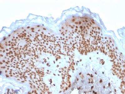 Immunohistochemistry-Paraffin: Emerin Antibody (EMD/2167) - Azide and BSA Free [NBP2-79918]
