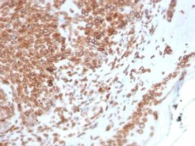 Immunohistochemistry-Paraffin: Emerin Antibody (EMD/2168) - Azide and BSA Free [NBP3-08893]