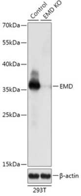 Western Blot: Emerin AntibodyAzide and BSA Free [NBP3-03362]