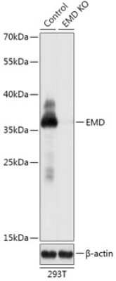 Western Blot: Emerin AntibodyAzide and BSA Free [NBP3-03363]