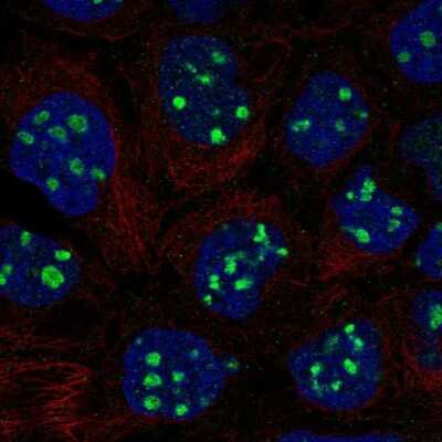 Immunocytochemistry/ Immunofluorescence: Emx1 Antibody [NBP2-58883]