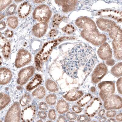 Immunohistochemistry-Paraffin: Emx1 Antibody [NBP1-86500]