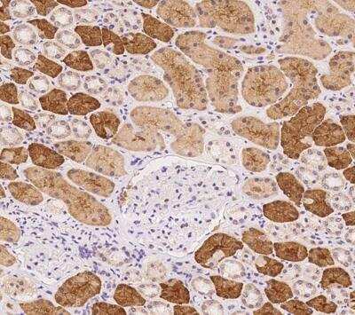 Immunohistochemistry-Paraffin: Emx1 Antibody [NBP3-12609]
