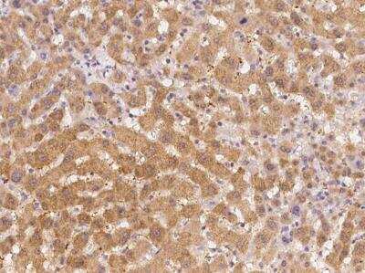 Immunohistochemistry-Paraffin: Emx1 Antibody [NBP3-12609]