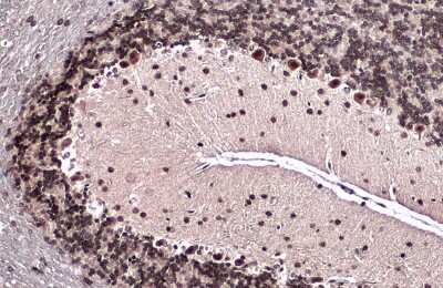 Immunohistochemistry-Paraffin: Emx1 Antibody [NBP3-13392]