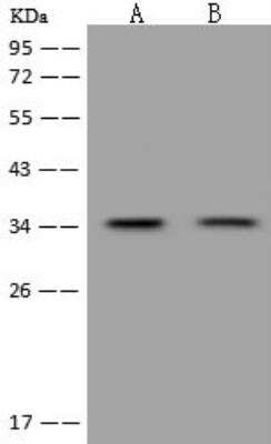 Western Blot: Emx1 Antibody [NBP3-12609]