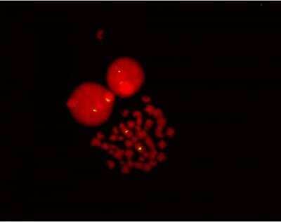 In-situ Hybridization: EndTag(TM) DNA/RNA End Labeling Kit [MB-9001-NB]