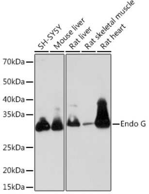 Western Blot: Endo G Antibody (4L7O4) [NBP3-16703]