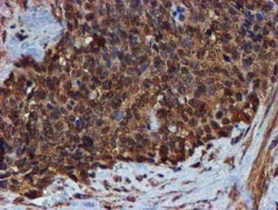 Immunohistochemistry-Paraffin: Endo G Antibody (OTI5F1) [NBP2-01696]