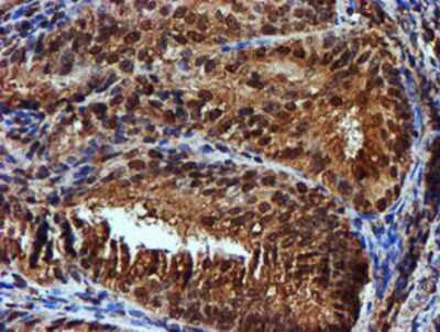 Immunohistochemistry-Paraffin: Endo G Antibody (OTI5F1) [NBP2-01696]