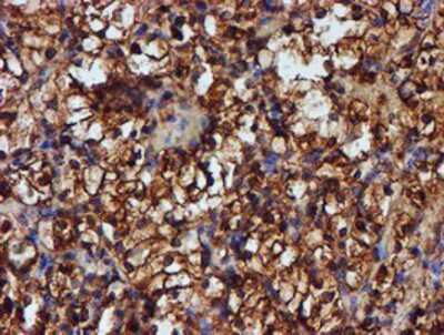 Immunohistochemistry-Paraffin: Endo G Antibody (OTI5F1) [NBP2-01696]