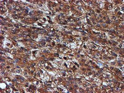 Immunohistochemistry-Paraffin: Endo G Antibody (OTI5F1) [NBP2-01696]
