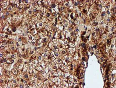 Immunohistochemistry-Paraffin: Endo G Antibody (OTI5F1) [NBP2-01696]