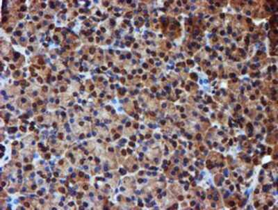 Immunohistochemistry-Paraffin: Endo G Antibody (OTI5F1) [NBP2-01696]
