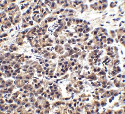 Immunohistochemistry: Endo G Antibody - BSA Free [NBP1-76657]