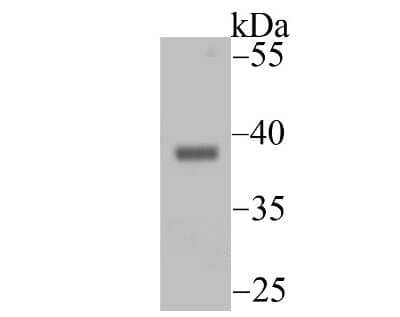 Western Blot: Endo G Antibody (JU31-30) [NBP2-75480]