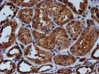 Immunohistochemistry: Endo G Antibody (OTI5F1) - Azide and BSA Free [NBP2-70645]