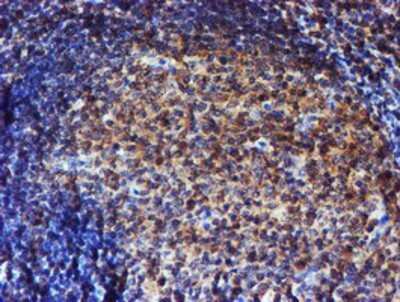 Immunohistochemistry: Endo G Antibody (OTI5F1) - Azide and BSA Free [NBP2-70645]
