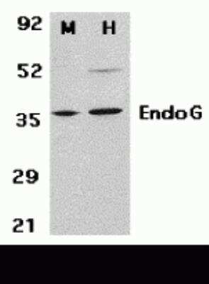 Western Blot: Endo G AntibodyBSA Free [NBP1-76657]