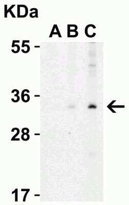Western Blot: Endo G AntibodyBSA Free [NBP1-76657]