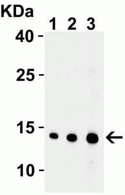 Western Blot: Endo G AntibodyBSA Free [NBP1-76657]