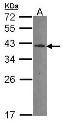 Western Blot: Endo G Antibody [NBP2-16331]
