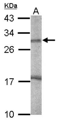 Western Blot: Endo G Antibody [NBP2-16331]