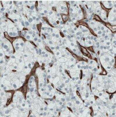 Immunohistochemistry-Paraffin: Endoglin/CD105 Antibody (CL1912) [NBP2-34493]