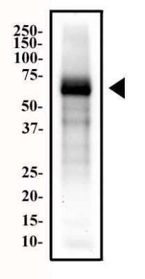 Western Blot: Endoglin/CD105 Antibody (MJ7/18)Azide and BSA Free [NBP2-80718]