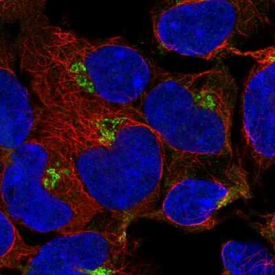 Immunocytochemistry/ Immunofluorescence: Endoglycan/PODXL2 Antibody [NBP2-37899]